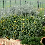 Casa Ginevra-2 Suite Con Giardino Privato-Crete Senesi-Tuscany Villa Siena
